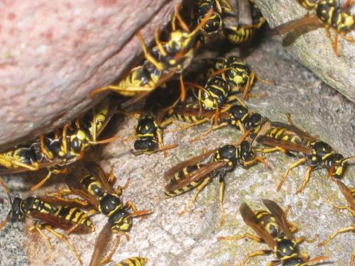 Polistes dominula