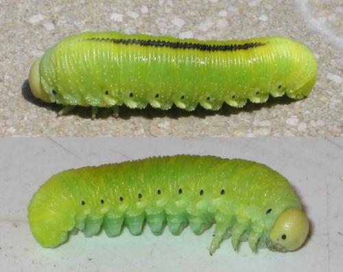 Réf. 124 803 : Cimbex femoratus
