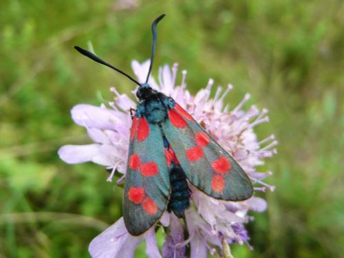 Zygaena filipendulae