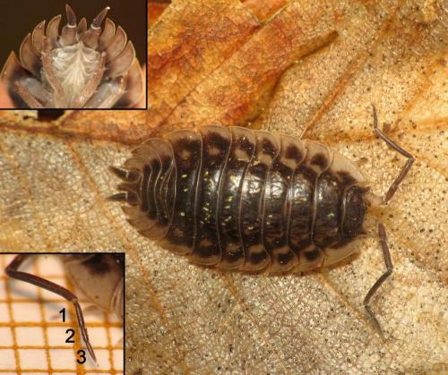 Réf. 124 799 : Oniscus asellus
