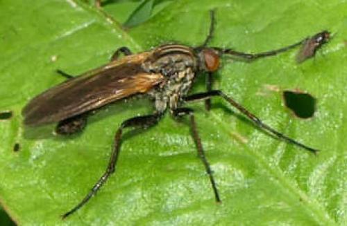 Empis tessellata