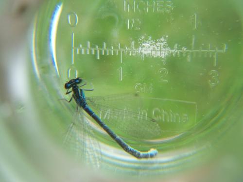 Coenagrion mercuriale