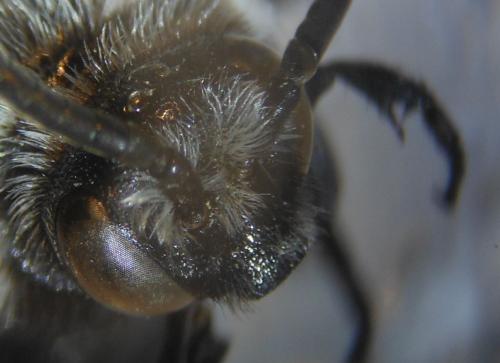 Thyreus orbatus
