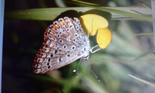 Polyommatus icarus