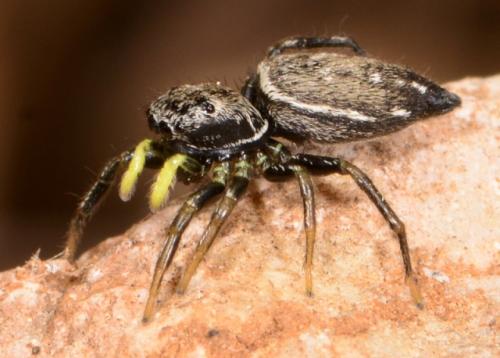 Réf. 124 911 : Heliophanus sp.