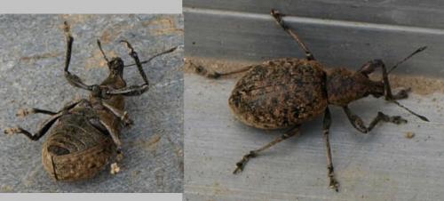 Liophloeus tessulatus