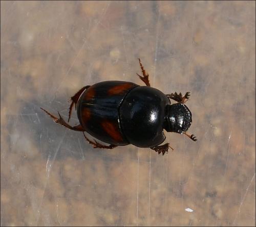 Caccobius schreberi