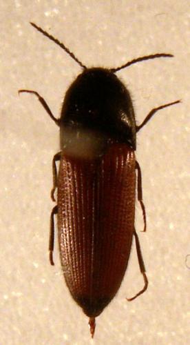 Réf. 124 866 : Ampedus elongatulus