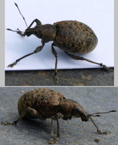 Réf. 124 585 : Liophloeus tessulatus