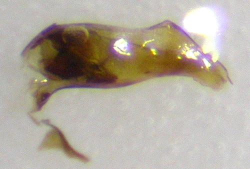 Réf. 124 065 : Asaphidion stierlini