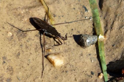 Gerris sp.