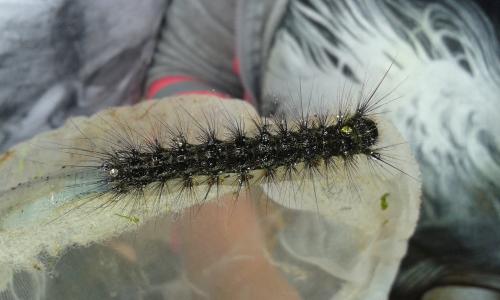 Lymantria dispar