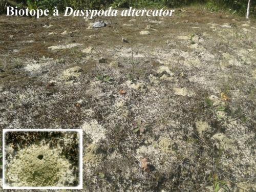 Dasypoda hirtipes