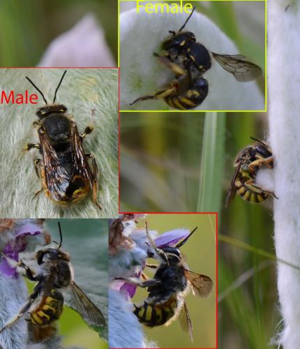Anthidium manicatum