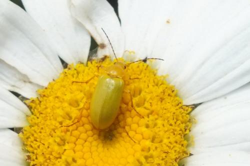 Réf. 124 252 : Cteniopus sulphureus