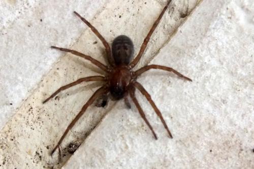 Réf. 124 253 : Amaurobius sp.