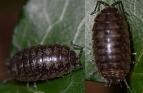 Réf. 124 835 : Porcellio gallicus