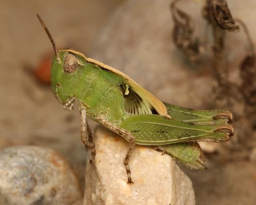 Aiolopus strepens