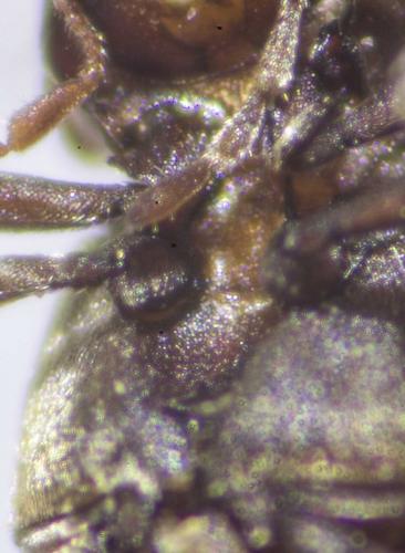 Anobium sp.