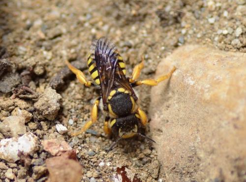 Trachusa integra