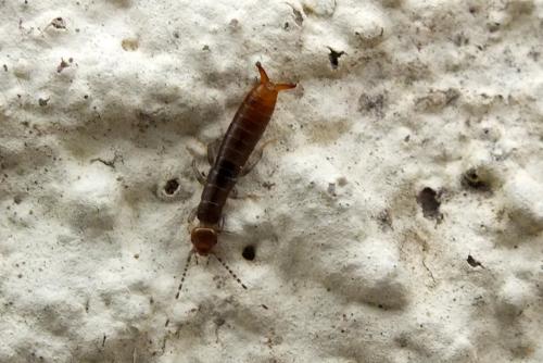 Réf. 124 049 : Euborellia moesta