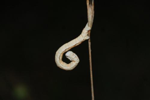 Aspitates gilvaria