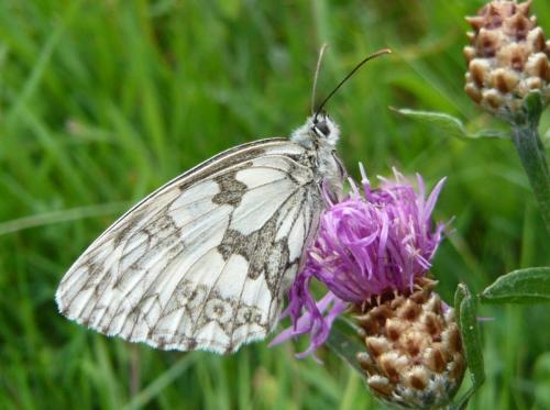Melanargia galathea
