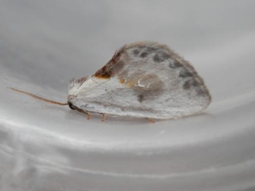 Cilix glaucata