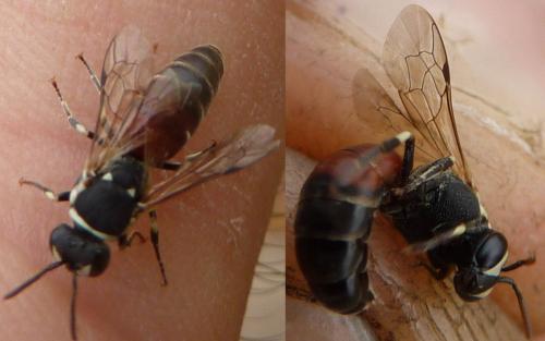 Hylaeus (meridionalis-variegatus)