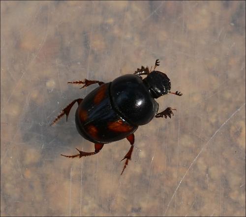Caccobius schreberi