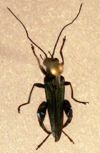 Oedemera nobilis