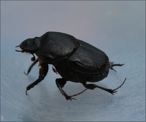 Réf. 124 211 : Onthophagus taurus