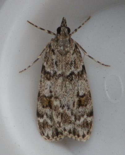 Réf. 124 138 : Scoparia basistrigalis