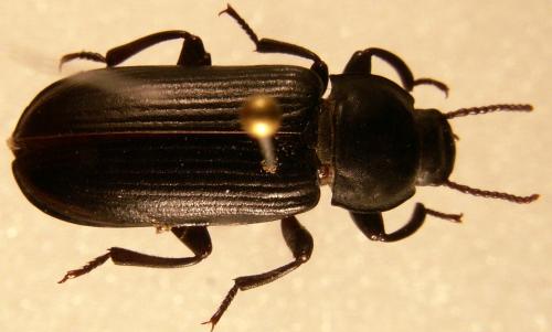 Réf. 124 772 : Tenebrio obscurus
