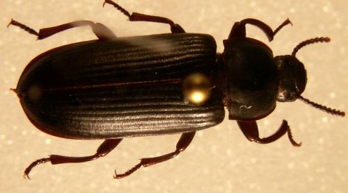 Tenebrio molitor