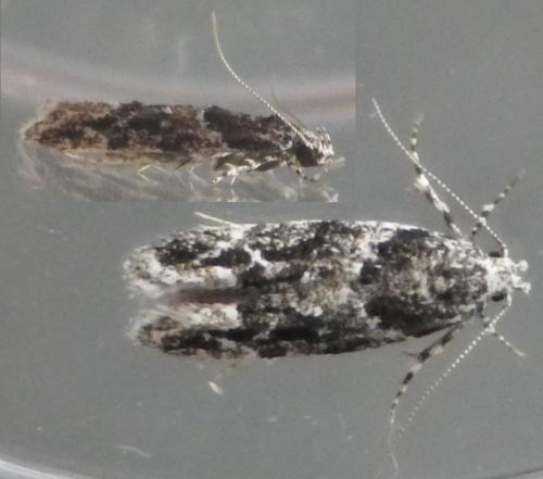 Réf. 124 145 : Recurvaria nanella