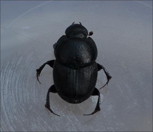 Réf. 124 210 : Onthophagus taurus