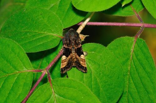 Euplexia lucipara