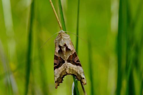 Phlogophora meticulosa