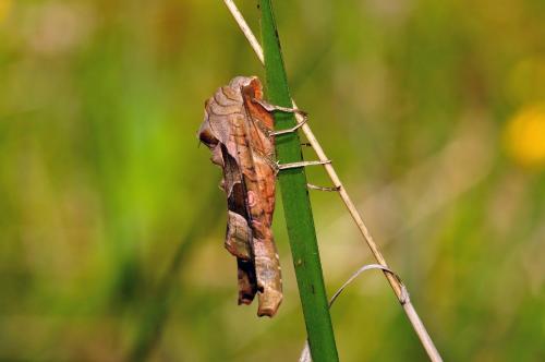 Phlogophora meticulosa
