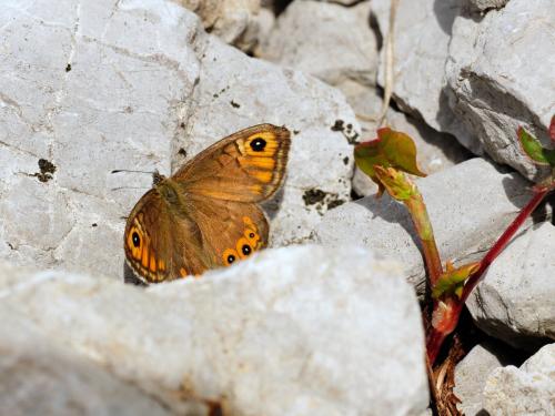 Lasiommata petropolitana