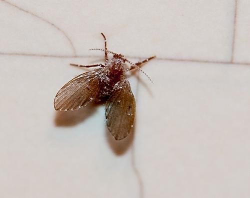 Clogmia albipunctata