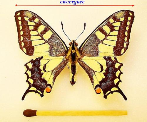 Papilio machaon