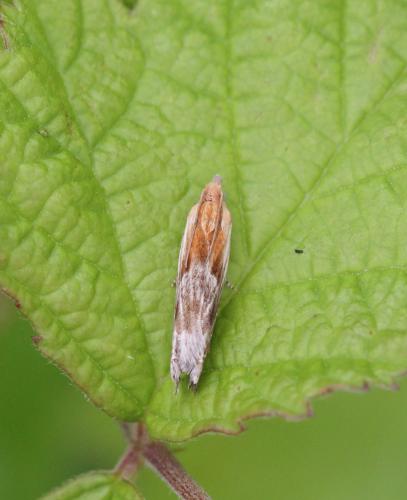 Eucosma sp.
