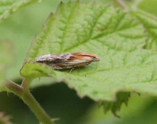 Eucosma sp.