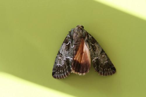 Réf. 124 827 : Polyphaenis sericata