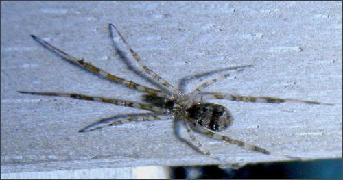 Episinus maculipes