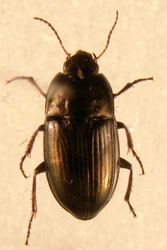 Réf. 124 888 : Amara similata