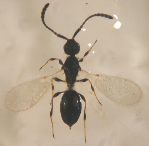 Réf. 124 439 : Trichopria sp.