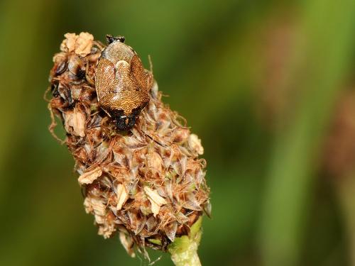 Réf. 124 042 : Rubiconia intermedia